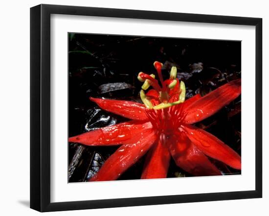 Red Passioflora, Barro Colorado Island, Panama-Christian Ziegler-Framed Photographic Print