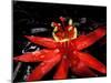 Red Passioflora, Barro Colorado Island, Panama-Christian Ziegler-Mounted Photographic Print