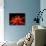 Red Passioflora, Barro Colorado Island, Panama-Christian Ziegler-Photographic Print displayed on a wall