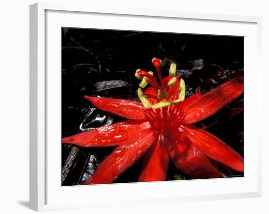 Red Passioflora, Barro Colorado Island, Panama-Christian Ziegler-Framed Photographic Print