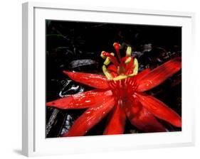 Red Passioflora, Barro Colorado Island, Panama-Christian Ziegler-Framed Photographic Print