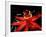 Red Passioflora, Barro Colorado Island, Panama-Christian Ziegler-Framed Photographic Print