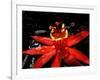 Red Passioflora, Barro Colorado Island, Panama-Christian Ziegler-Framed Photographic Print