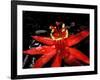 Red Passioflora, Barro Colorado Island, Panama-Christian Ziegler-Framed Photographic Print