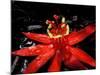 Red Passioflora, Barro Colorado Island, Panama-Christian Ziegler-Mounted Photographic Print