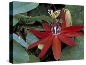 Red Passion Flower in Bloom, Selby Botantical Gardens, Sarasota, Florida, USA-Maresa Pryor-Stretched Canvas