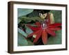 Red Passion Flower in Bloom, Selby Botantical Gardens, Sarasota, Florida, USA-Maresa Pryor-Framed Photographic Print