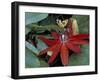 Red Passion Flower in Bloom, Selby Botantical Gardens, Sarasota, Florida, USA-Maresa Pryor-Framed Photographic Print