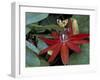 Red Passion Flower in Bloom, Selby Botantical Gardens, Sarasota, Florida, USA-Maresa Pryor-Framed Photographic Print