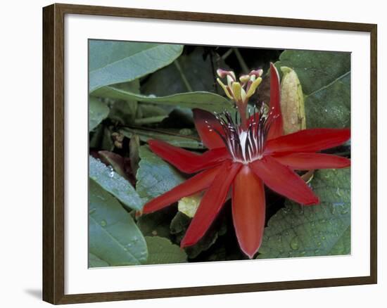 Red Passion Flower in Bloom, Selby Botantical Gardens, Sarasota, Florida, USA-Maresa Pryor-Framed Photographic Print