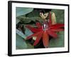 Red Passion Flower in Bloom, Selby Botantical Gardens, Sarasota, Florida, USA-Maresa Pryor-Framed Photographic Print