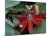 Red Passion Flower in Bloom, Selby Botantical Gardens, Sarasota, Florida, USA-Maresa Pryor-Mounted Photographic Print