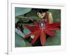 Red Passion Flower in Bloom, Selby Botantical Gardens, Sarasota, Florida, USA-Maresa Pryor-Framed Photographic Print