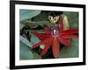 Red Passion Flower in Bloom, Selby Botantical Gardens, Sarasota, Florida, USA-Maresa Pryor-Framed Photographic Print