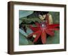 Red Passion Flower in Bloom, Selby Botantical Gardens, Sarasota, Florida, USA-Maresa Pryor-Framed Photographic Print