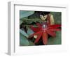 Red Passion Flower in Bloom, Selby Botantical Gardens, Sarasota, Florida, USA-Maresa Pryor-Framed Photographic Print