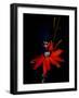 Red Passion Flower, Wilson Botanical Gardens, Costa Rica-Cindy Miller Hopkins-Framed Photographic Print