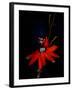 Red Passion Flower, Wilson Botanical Gardens, Costa Rica-Cindy Miller Hopkins-Framed Photographic Print