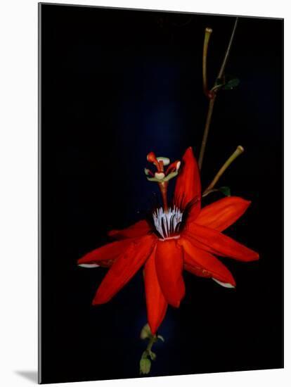 Red Passion Flower, Wilson Botanical Gardens, Costa Rica-Cindy Miller Hopkins-Mounted Photographic Print