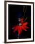 Red Passion Flower, Wilson Botanical Gardens, Costa Rica-Cindy Miller Hopkins-Framed Photographic Print