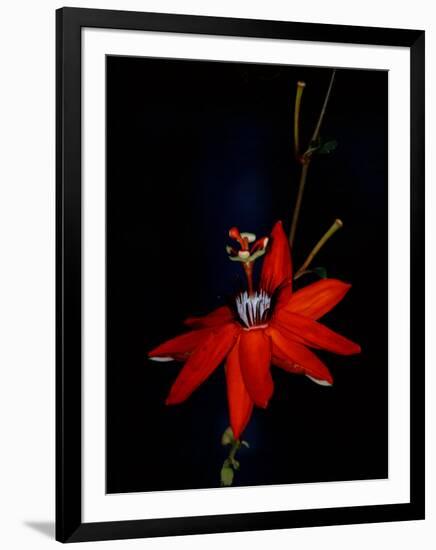 Red Passion Flower, Wilson Botanical Gardens, Costa Rica-Cindy Miller Hopkins-Framed Photographic Print