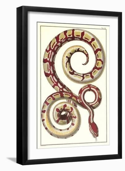 Red Patterned Snake-null-Framed Art Print