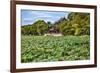 Red Pavilion Lotus Pads Garden Summer Palace Park, Beijing, China Willow Green Trees-William Perry-Framed Photographic Print