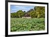 Red Pavilion Lotus Pads Garden Summer Palace Park, Beijing, China Willow Green Trees-William Perry-Framed Photographic Print