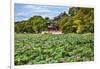 Red Pavilion Lotus Pads Garden Summer Palace Park, Beijing, China Willow Green Trees-William Perry-Framed Photographic Print