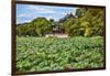 Red Pavilion Lotus Pads Garden Summer Palace Park, Beijing, China Willow Green Trees-William Perry-Framed Photographic Print