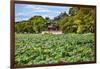 Red Pavilion Lotus Pads Garden Summer Palace Park, Beijing, China Willow Green Trees-William Perry-Framed Photographic Print