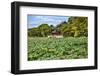 Red Pavilion Lotus Pads Garden Summer Palace Park, Beijing, China Willow Green Trees-William Perry-Framed Photographic Print