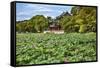 Red Pavilion Lotus Pads Garden Summer Palace Park, Beijing, China Willow Green Trees-William Perry-Framed Stretched Canvas