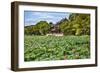 Red Pavilion Lotus Pads Garden Summer Palace Park, Beijing, China Willow Green Trees-William Perry-Framed Photographic Print