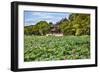 Red Pavilion Lotus Pads Garden Summer Palace Park, Beijing, China Willow Green Trees-William Perry-Framed Photographic Print