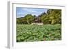 Red Pavilion Lotus Pads Garden Summer Palace Park, Beijing, China Willow Green Trees-William Perry-Framed Photographic Print