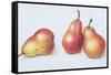 Red Pears, 1996-Margaret Ann Eden-Framed Stretched Canvas