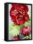 Red Peonies-Sebastian Vogt-Framed Stretched Canvas