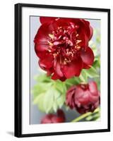 Red Peonies-Sebastian Vogt-Framed Photographic Print