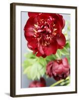 Red Peonies-Sebastian Vogt-Framed Photographic Print