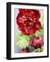 Red Peonies-Sebastian Vogt-Framed Photographic Print