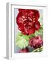 Red Peonies-Sebastian Vogt-Framed Photographic Print