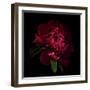 Red Peony 1-Magda Indigo-Framed Photographic Print