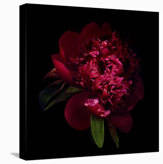 Red Peony 1-Magda Indigo-Stretched Canvas