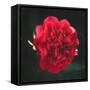 Red Peony Head-Philippe Sainte-Laudy-Framed Stretched Canvas