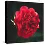 Red Peony Head-Philippe Sainte-Laudy-Stretched Canvas