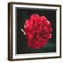 Red Peony Head-Philippe Sainte-Laudy-Framed Photographic Print