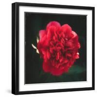 Red Peony Head-Philippe Sainte-Laudy-Framed Photographic Print