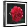 Red Peony Head-Philippe Sainte-Laudy-Framed Photographic Print