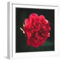 Red Peony Head-Philippe Sainte-Laudy-Framed Photographic Print